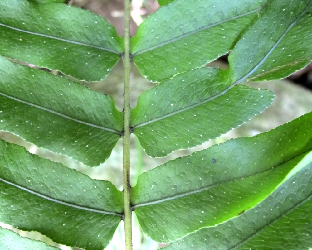 Serpocaulon meniscifolium