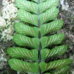 Asplenium bradei