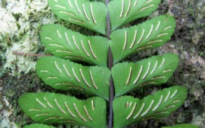 Asplenium bradei