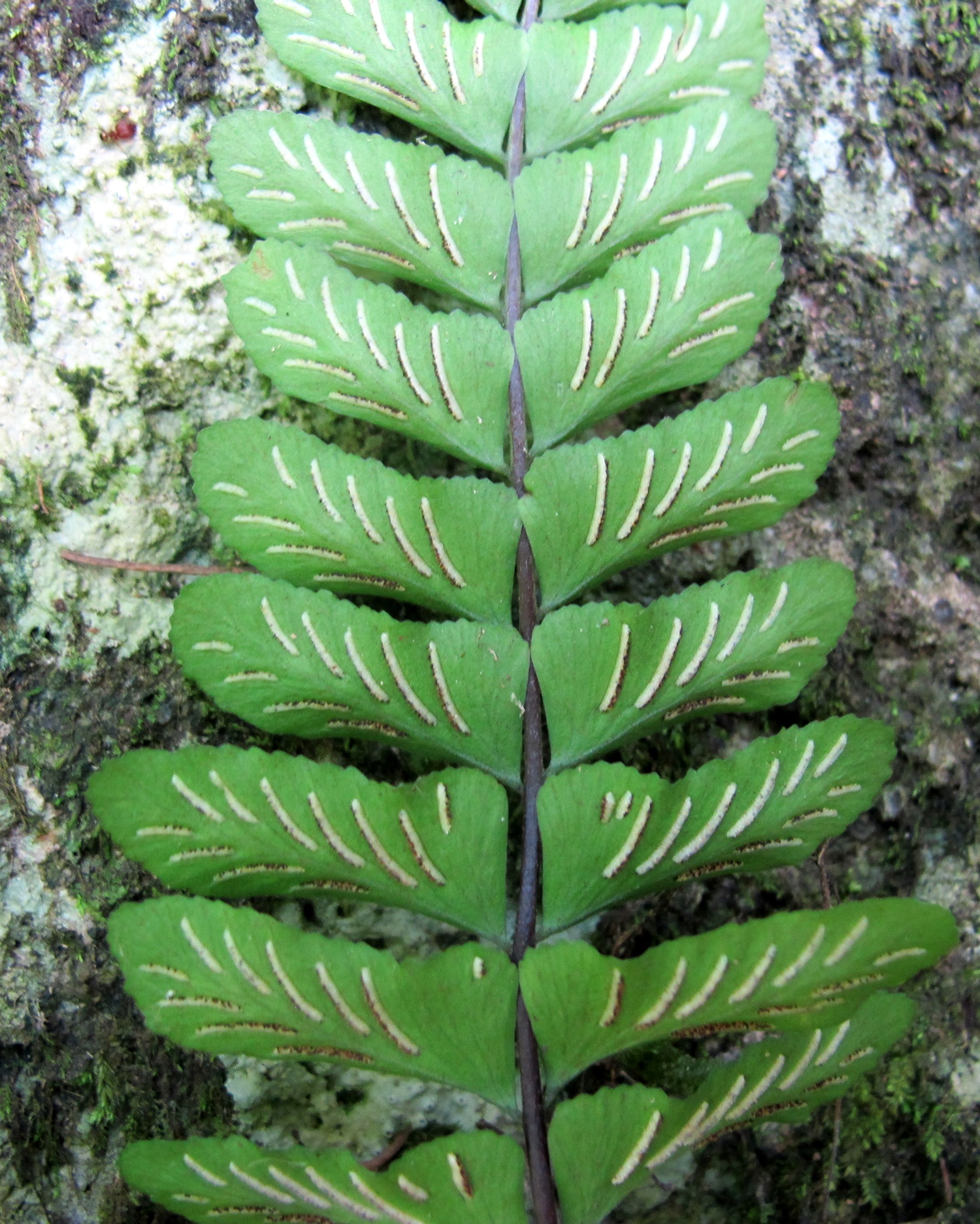 Asplenium bradei