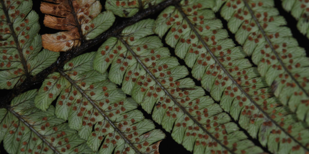 Dryopteris wallichiana