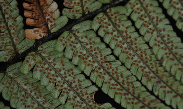 Dryopteris wallichiana