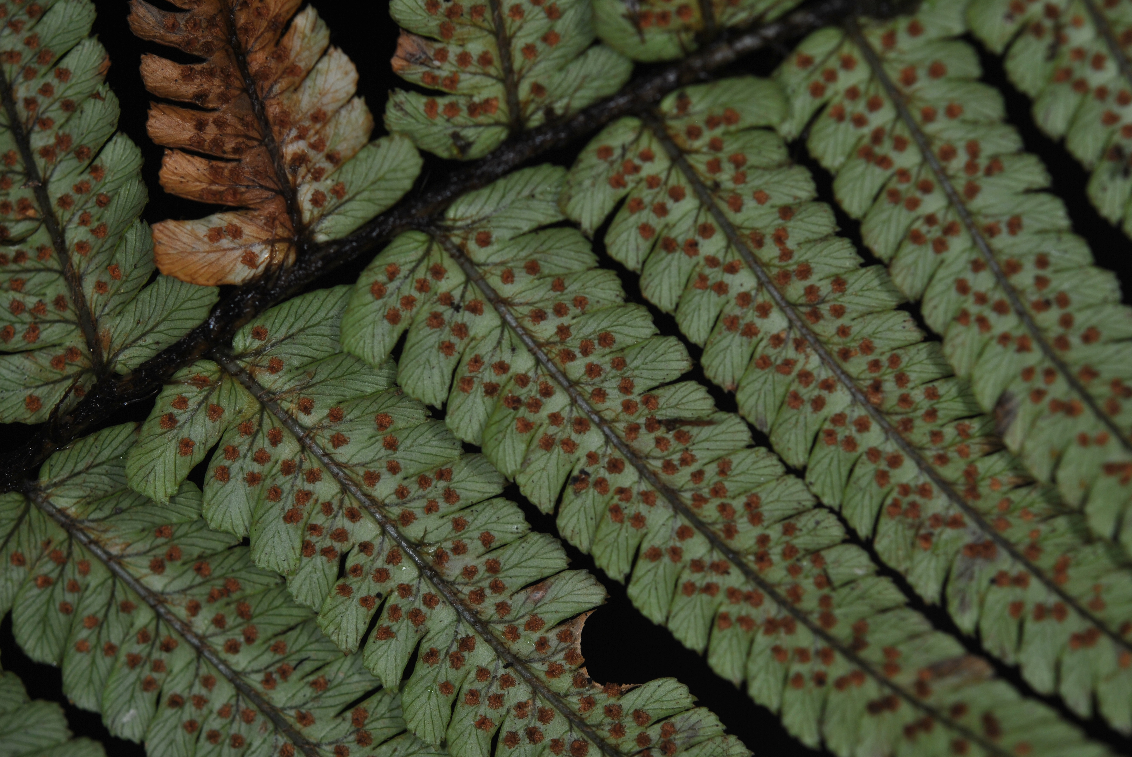 Dryopteris wallichiana