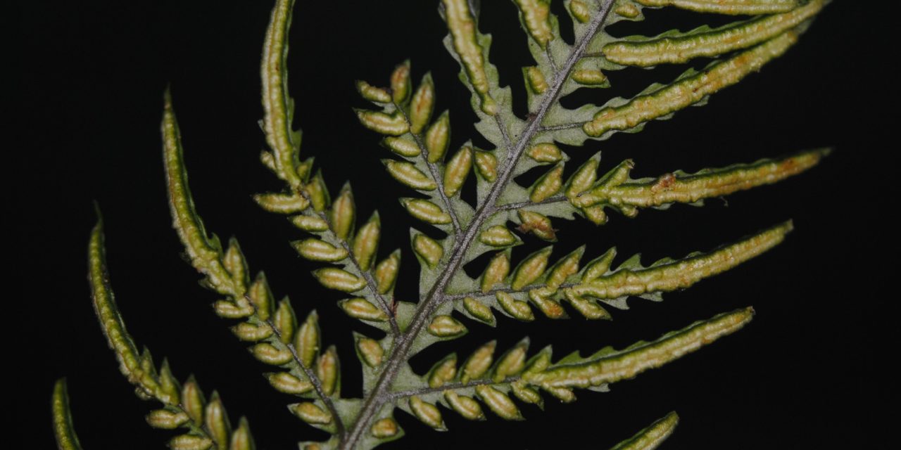 Diploblechnum fraseri