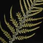 Diploblechnum fraseri