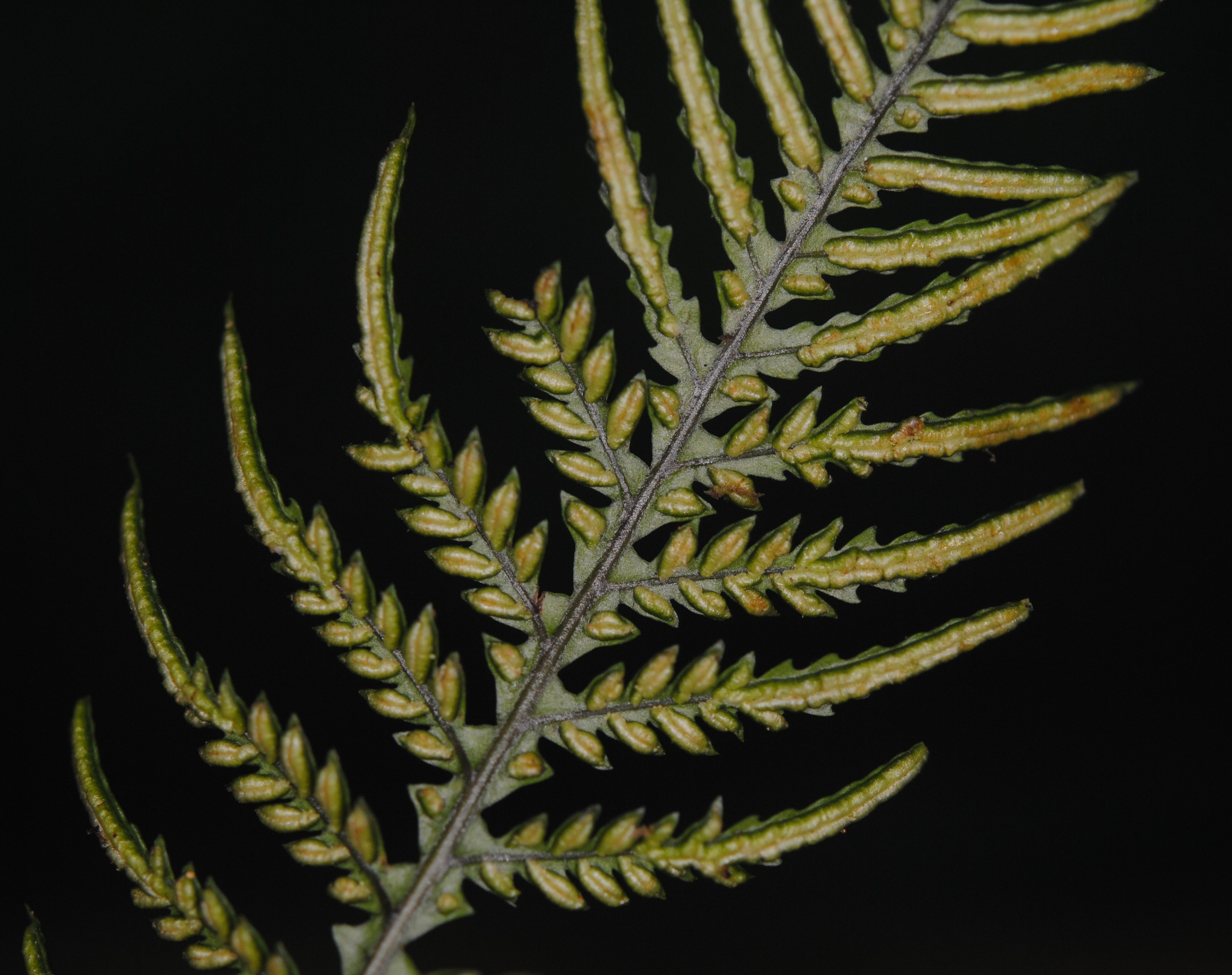 Diploblechnum fraseri