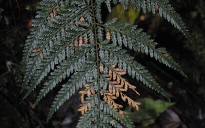 Parapolystichum novoguineense