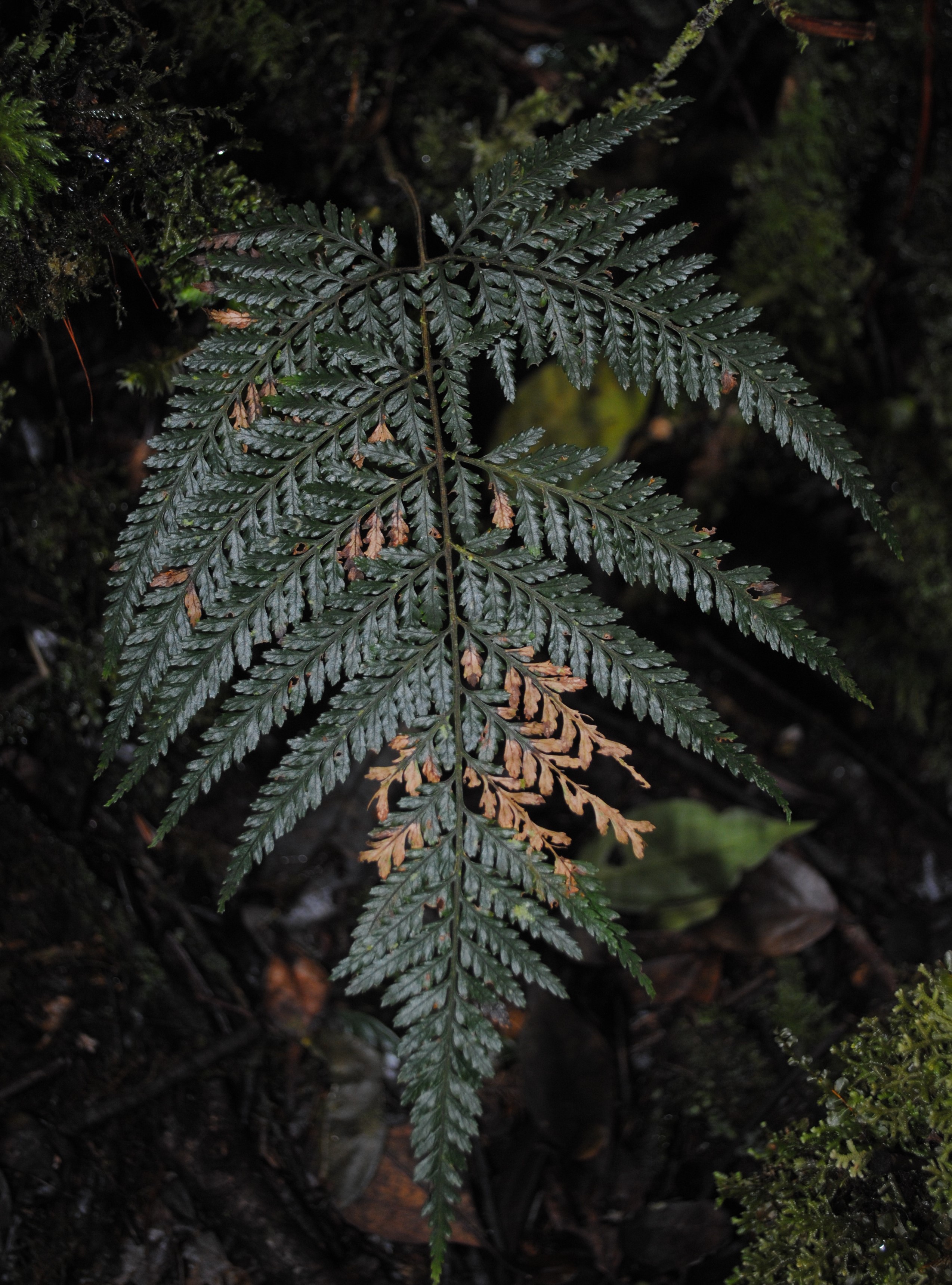 Parapolystichum novoguineense