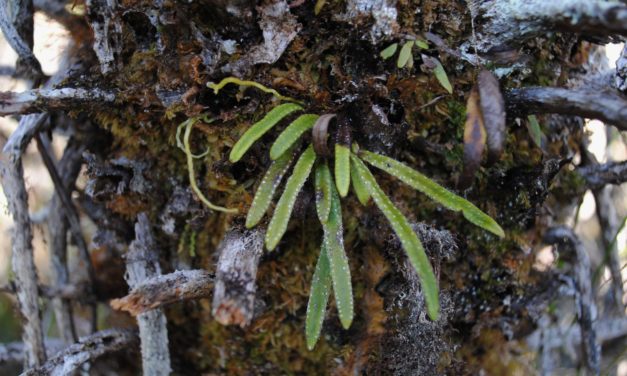 Oreogrammitis mollipila