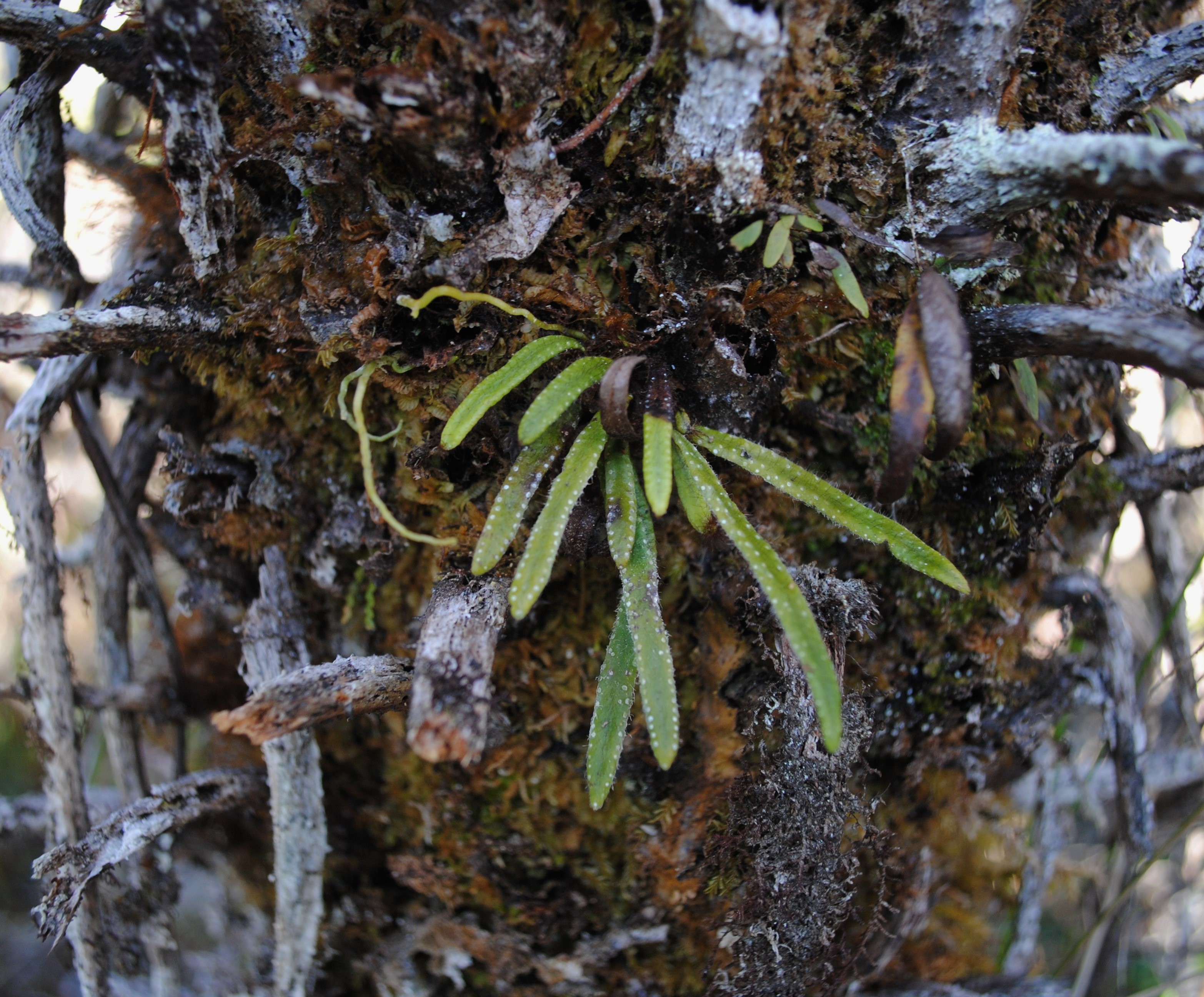 Oreogrammitis mollipila