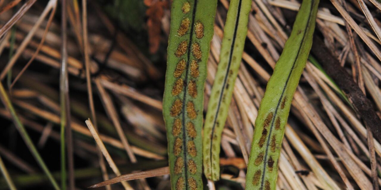 Oreogrammitis scabristipes