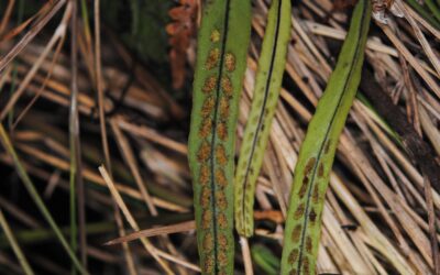 Oreogrammitis scabristipes