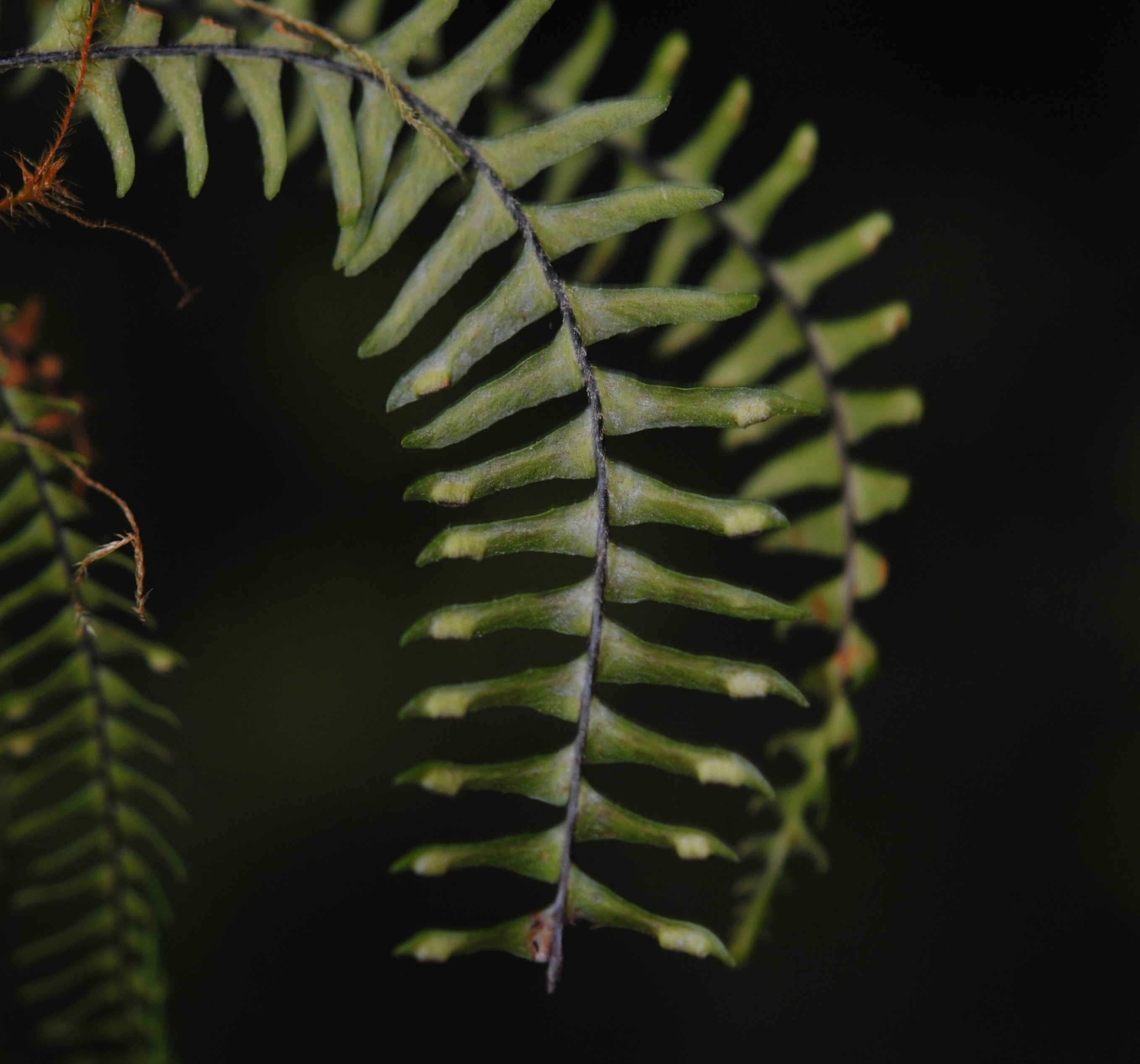 Prosaptia davalliacea