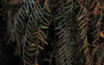 Tomophyllum bipinnatifidum