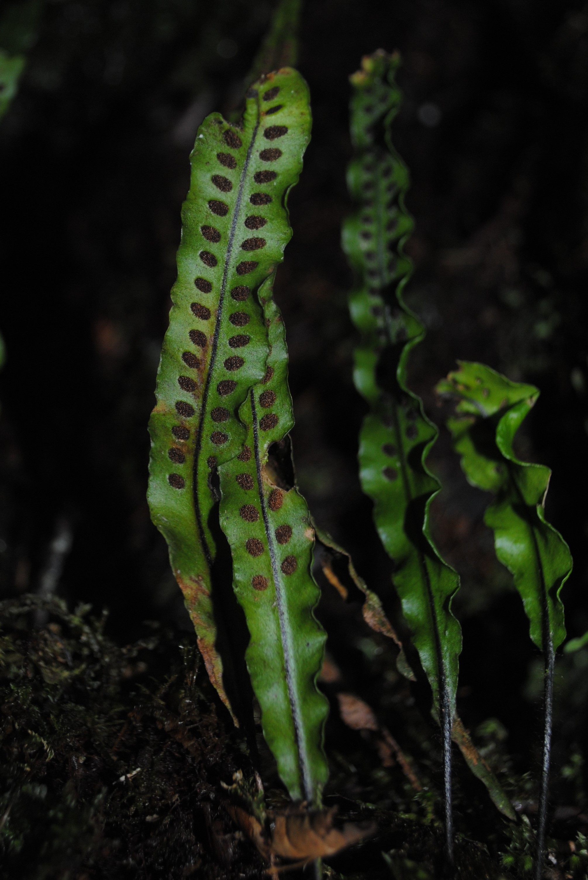 Oreogrammitis cf archboldii