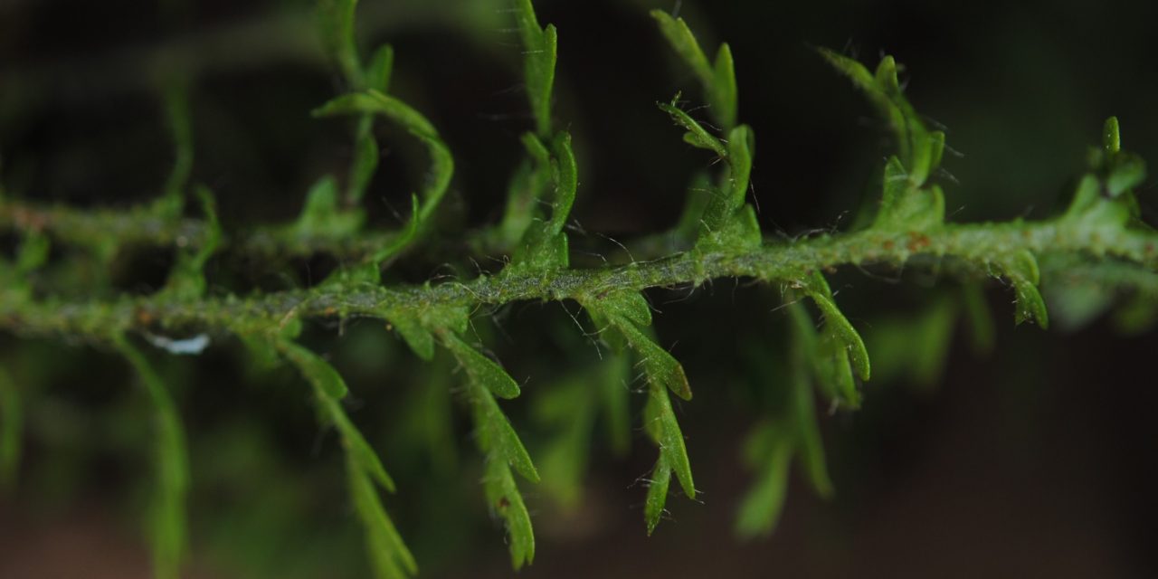 Tomophyllum bipinnatifidum