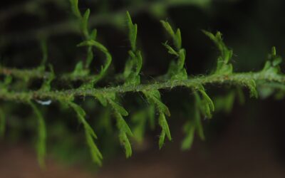 Tomophyllum bipinnatifidum