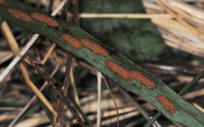 Loxogramme subselliguea