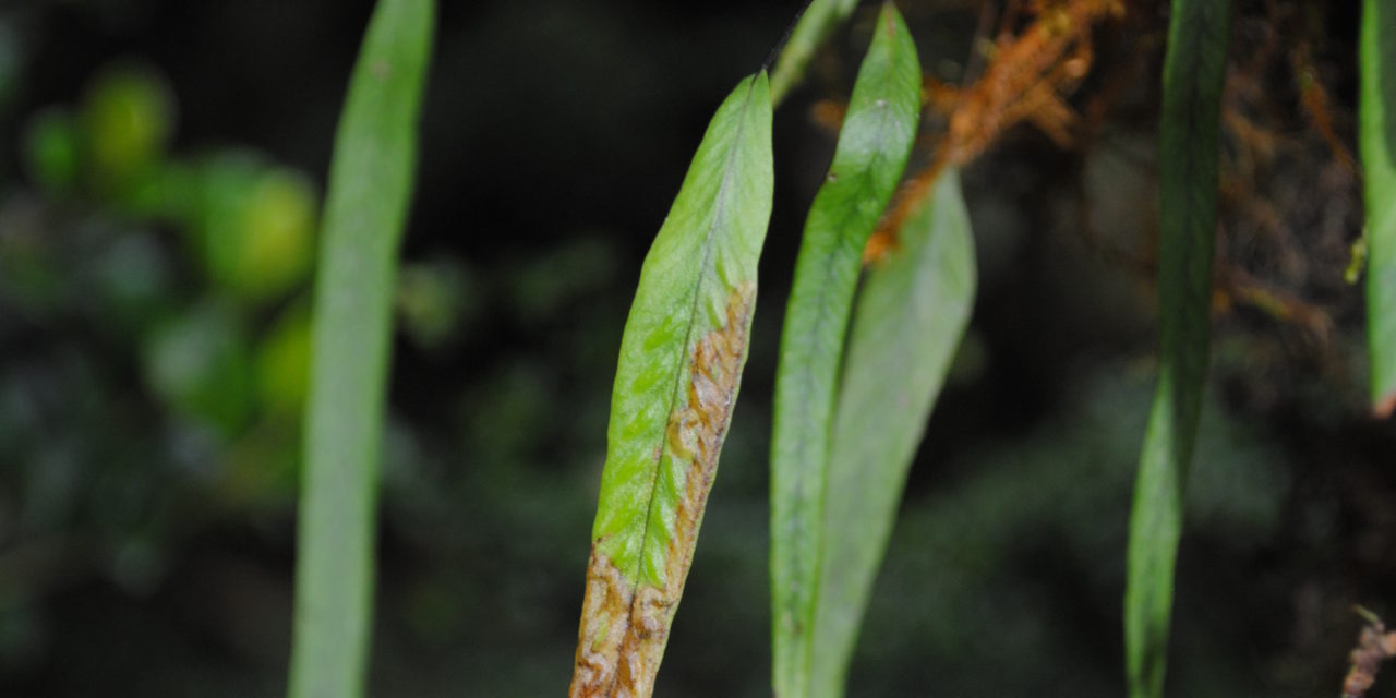 Oreogrammitis locellata