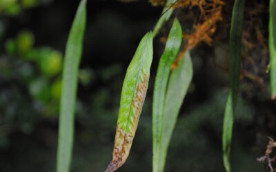 Oreogrammitis locellata