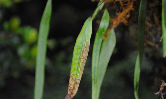 Oreogrammitis locellata