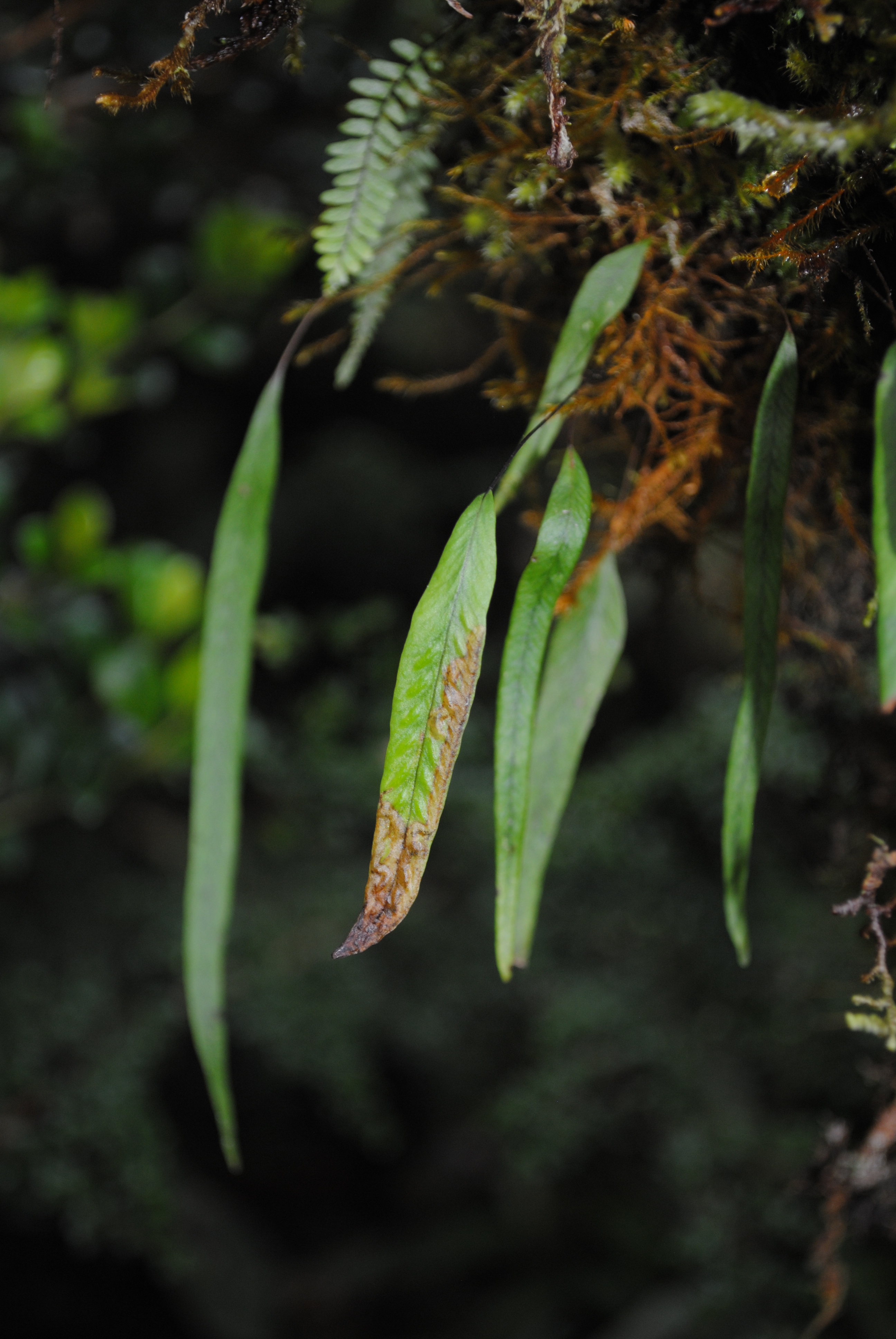 Oreogrammitis locellata