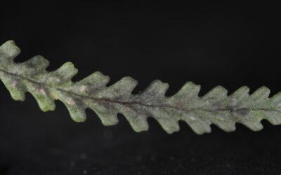 Radiogrammitis subpinnatifida