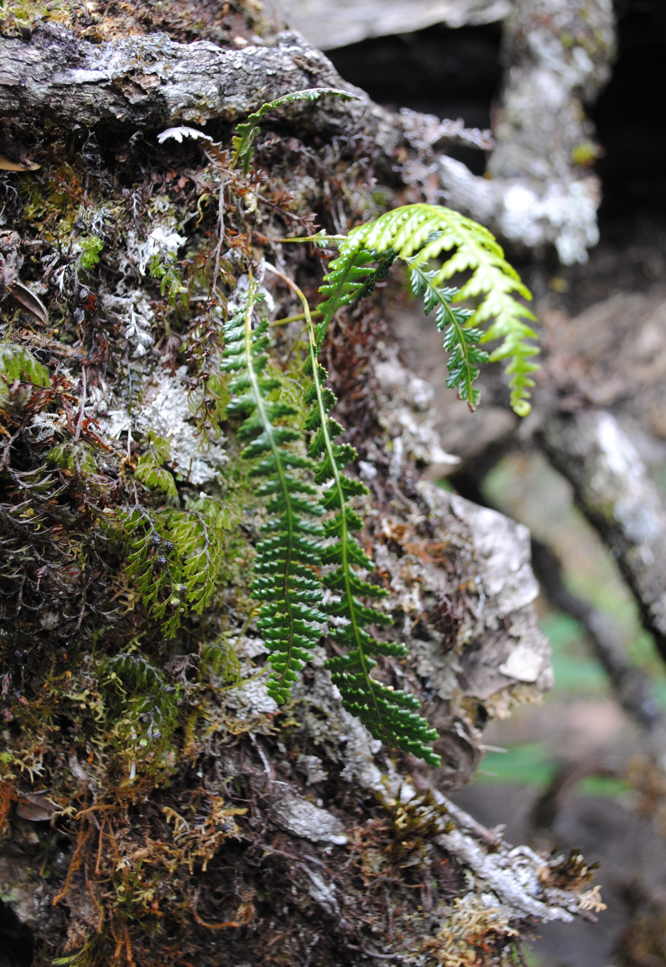 Ctenopterella sp.