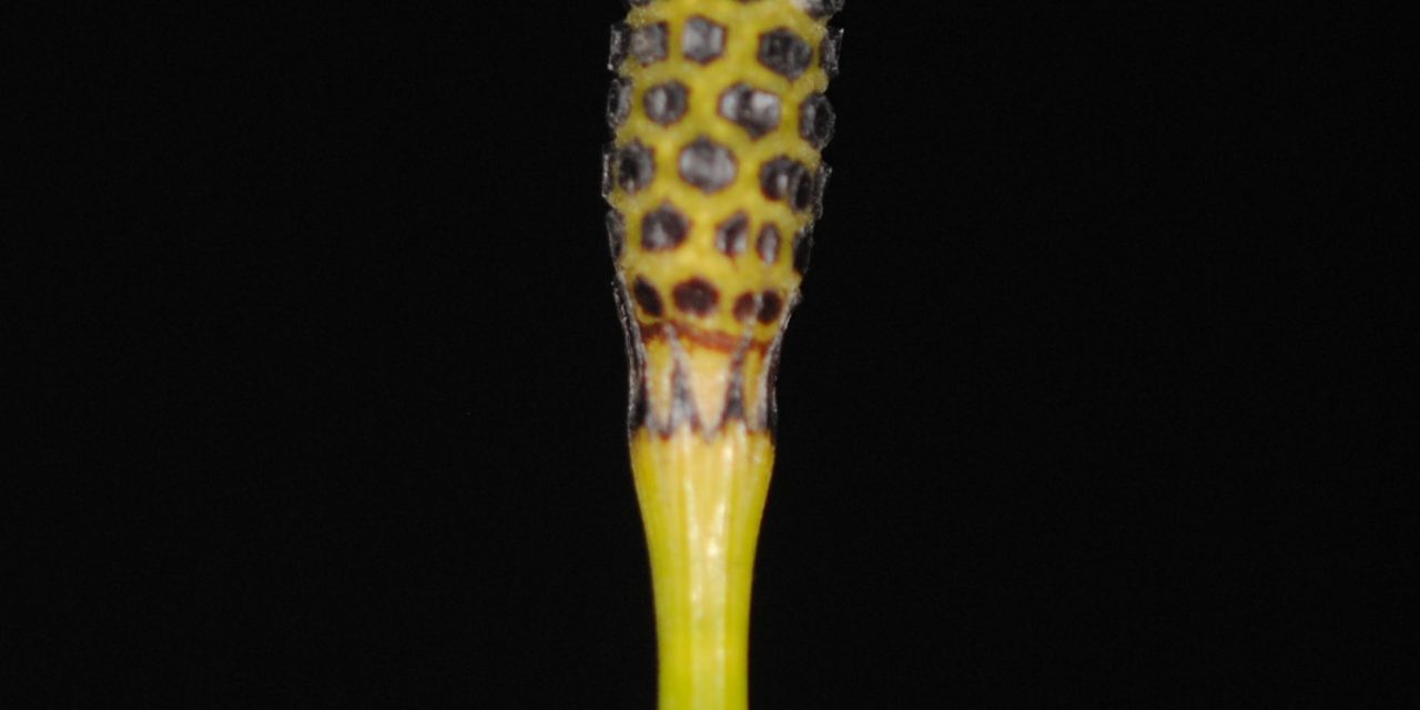 Equisetum ramosissimum var. debile