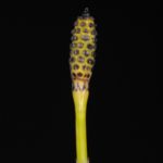 Equisetum ramosissimum var. debile