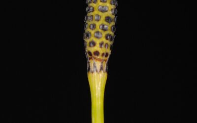 Equisetum ramosissimum var. debile