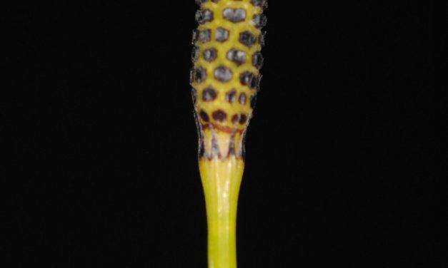 Equisetum ramosissimum var. debile