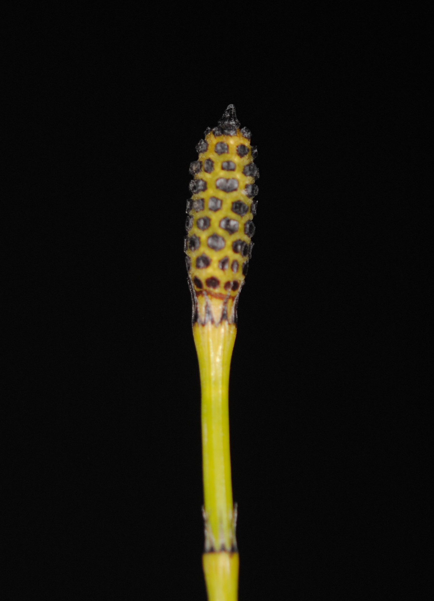 Equisetum ramosissimum var. debile