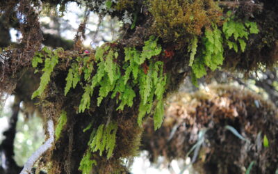 Hymenophyllum ooides