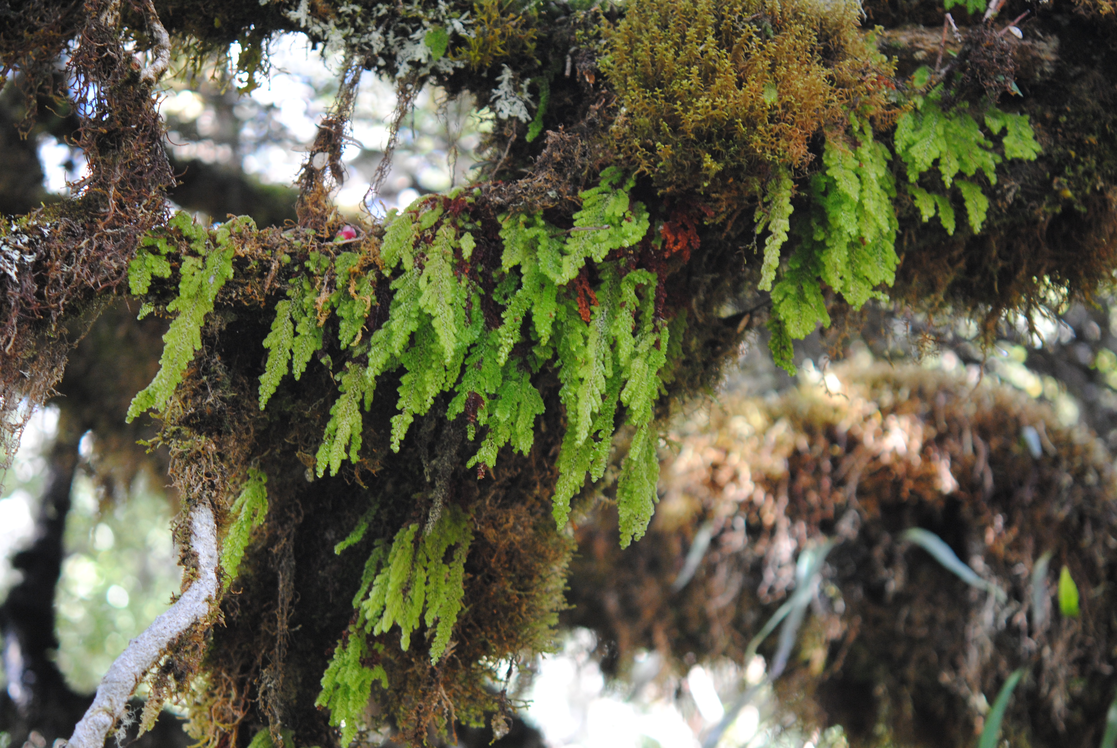 Hymenophyllum ooides