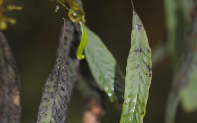 Oreogrammitis locellata