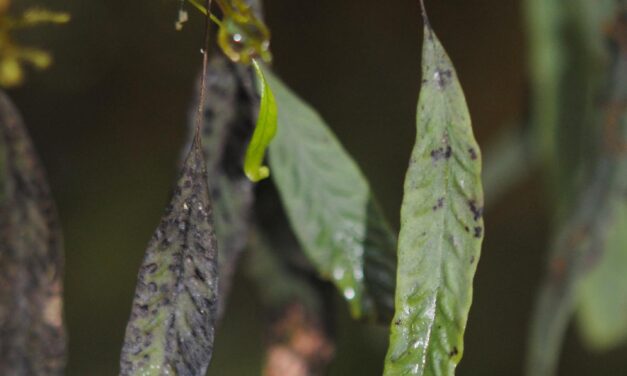 Oreogrammitis locellata