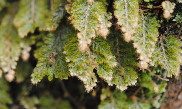 Hymenophyllum rubellum