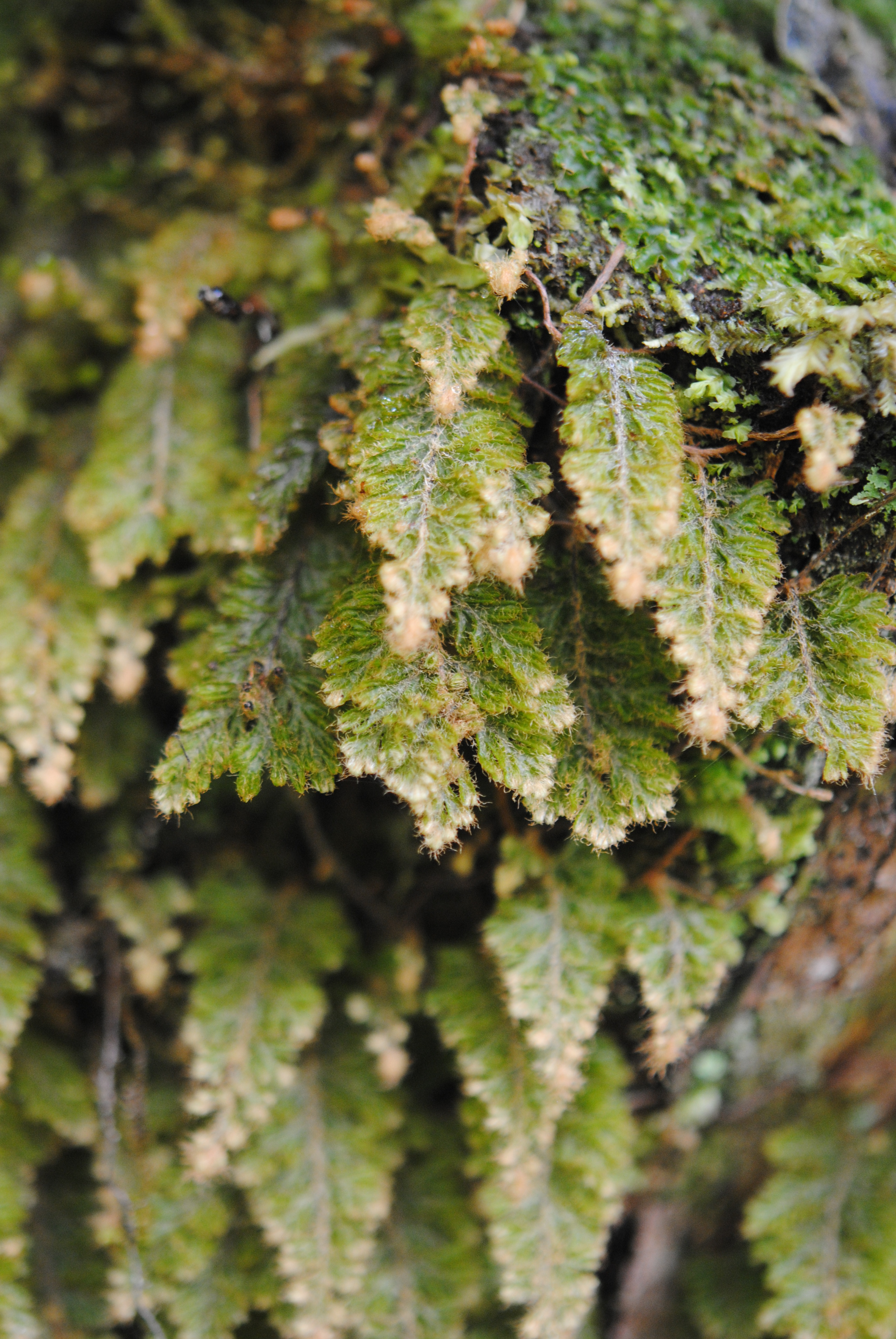 Hymenophyllum rubellum