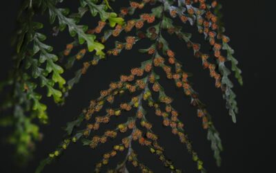 Tomophyllum foersteri