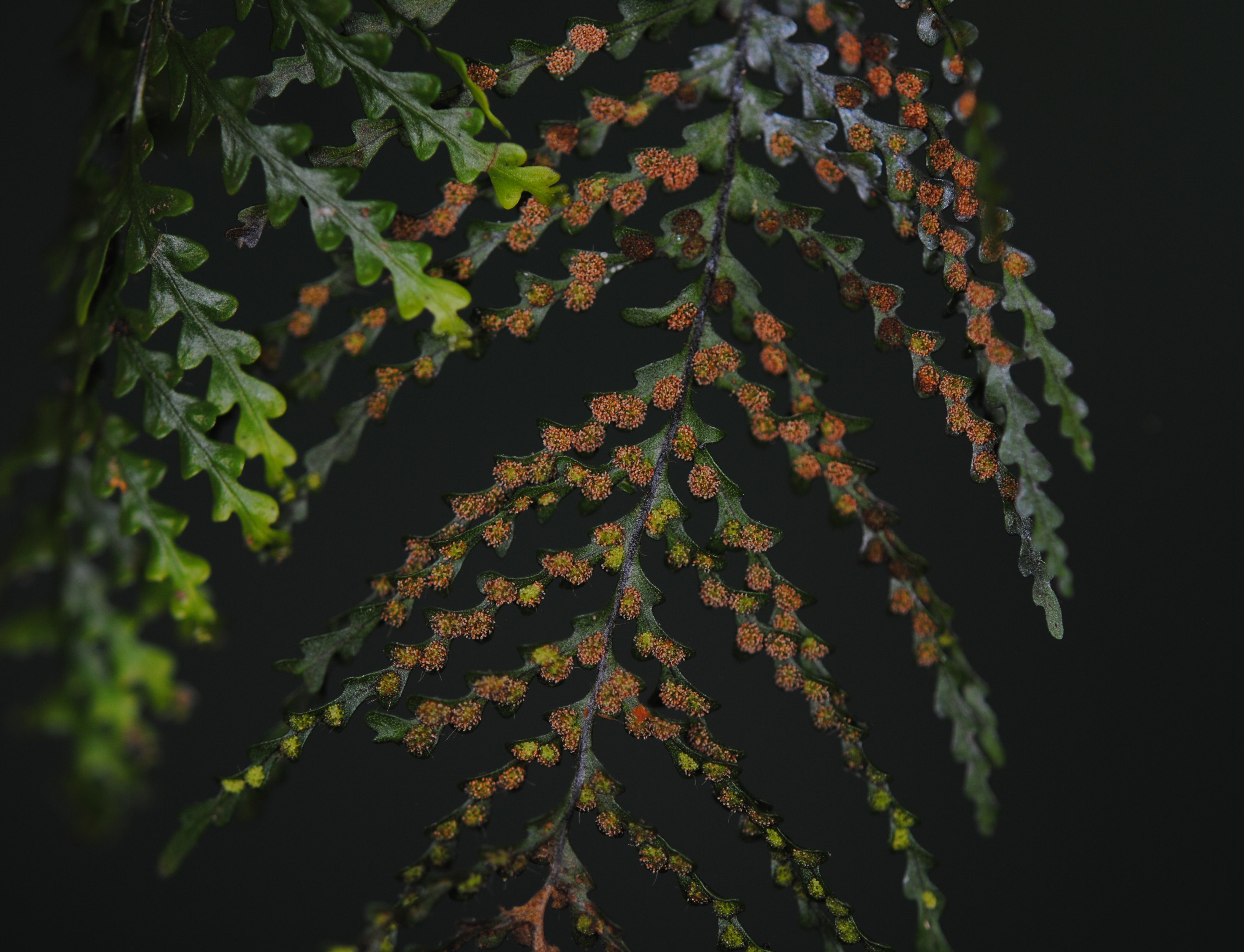 Tomophyllum foersteri