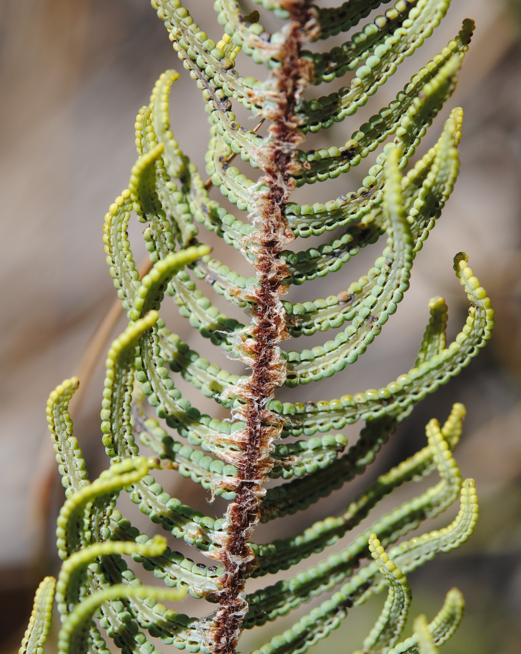 Gleichenia vulcanica