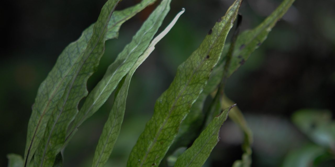 Lepisorus novoguineensis