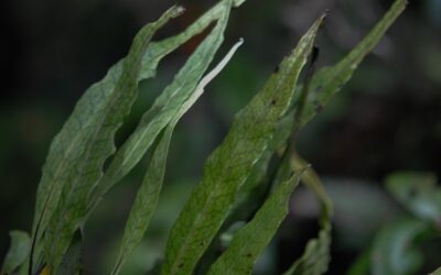 Lepisorus novoguineensis