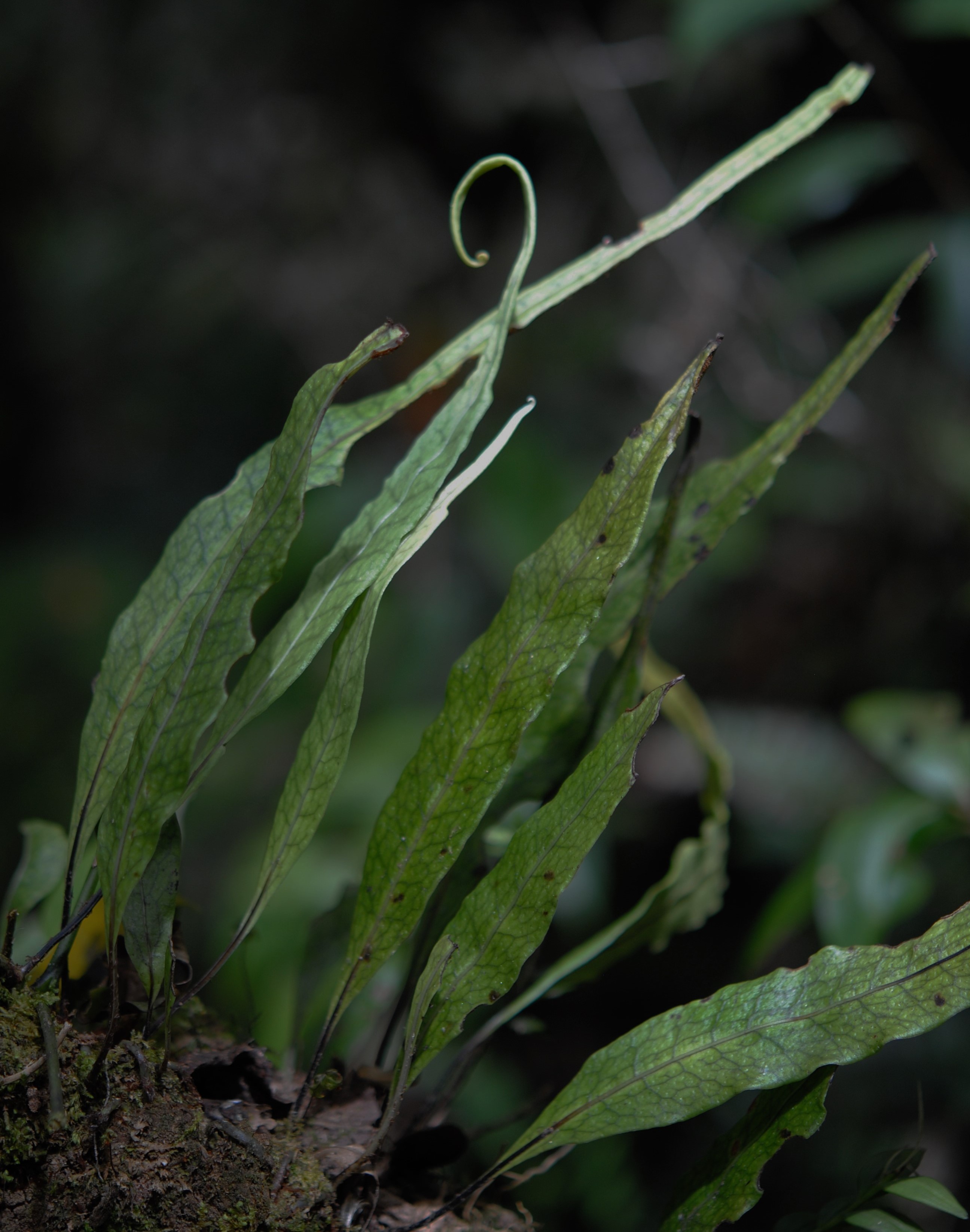 Lepisorus novoguineensis