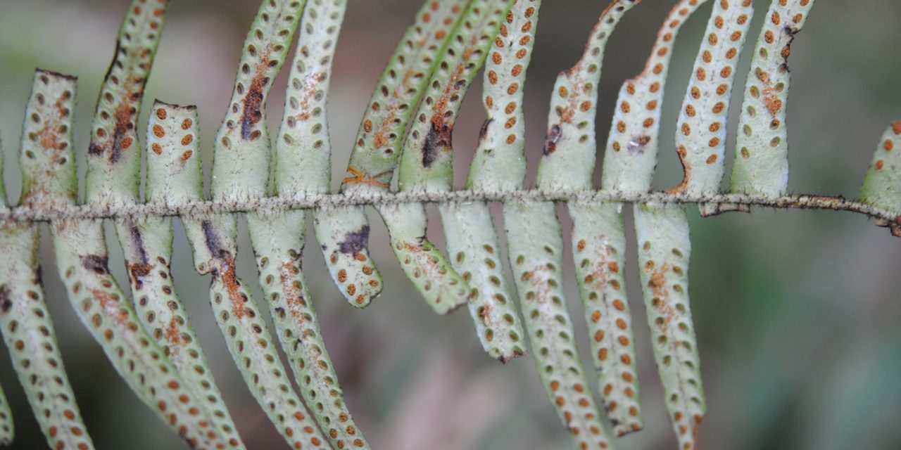 Prosaptia stellatosetosa