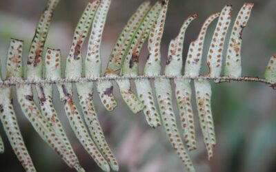 Prosaptia stellatosetosa