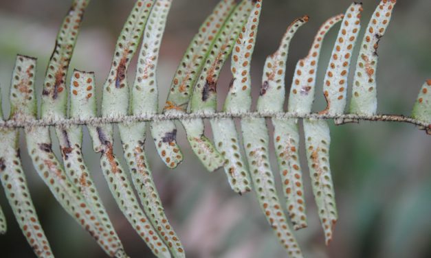 Prosaptia stellatosetosa