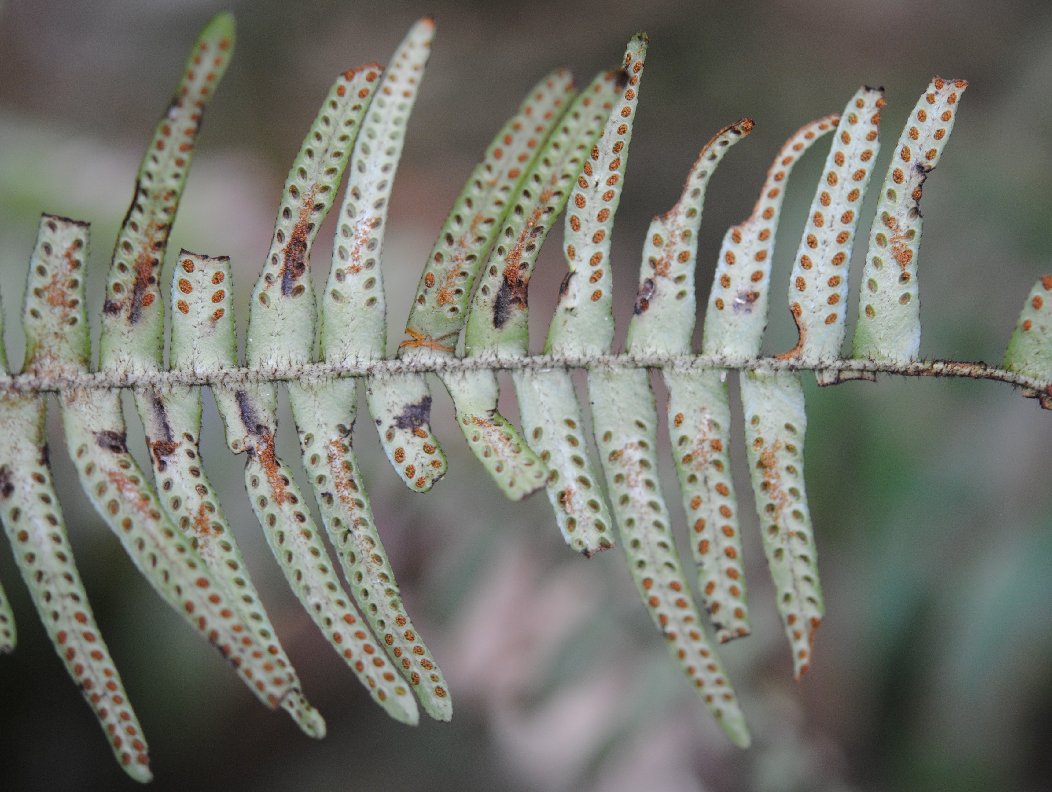 Prosaptia stellatosetosa