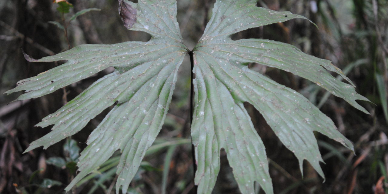 Dipteris conjugata